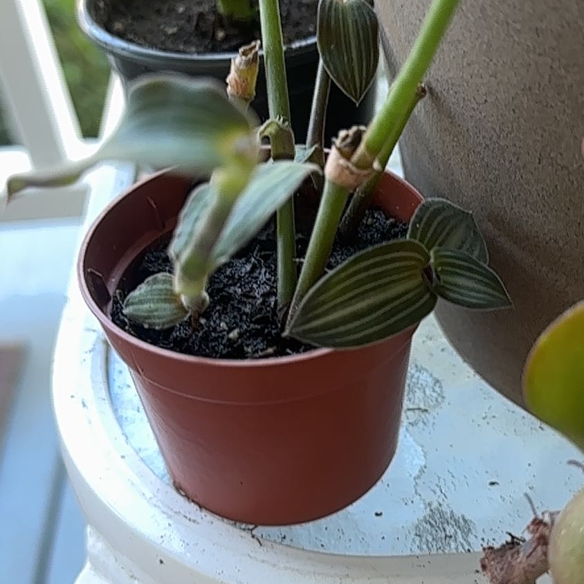 Photo of the plant species Puppy Ears Plant by @rachelsammarco named Madonna on Greg, the plant care app
