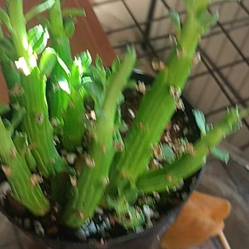 Photo of the plant species Monadenium ellenbeckii by @ModestRedsky47 named Madonna on Greg, the plant care app