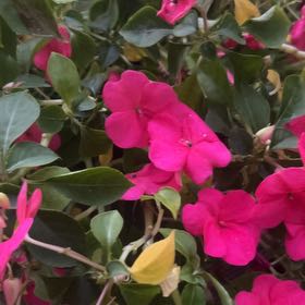 Photo of the plant species Cuphea impatientifolia by @IntrepidMangeao named LiloStitch on Greg, the plant care app