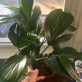 Photo of the plant species Dragon Tail by @StoriedRiberry0 named Scarlett on Greg, the plant care app