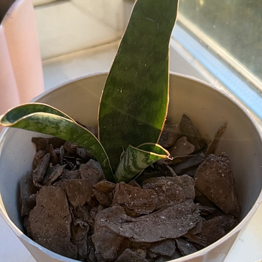 Photo of the plant species Sansevieria by @StoriedRiberry0 named Beyonce on Greg, the plant care app