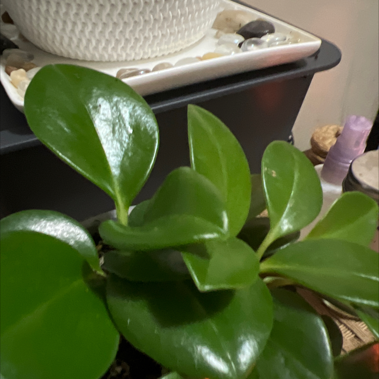Healthy Trailing Jade plant with vibrant green leaves.
