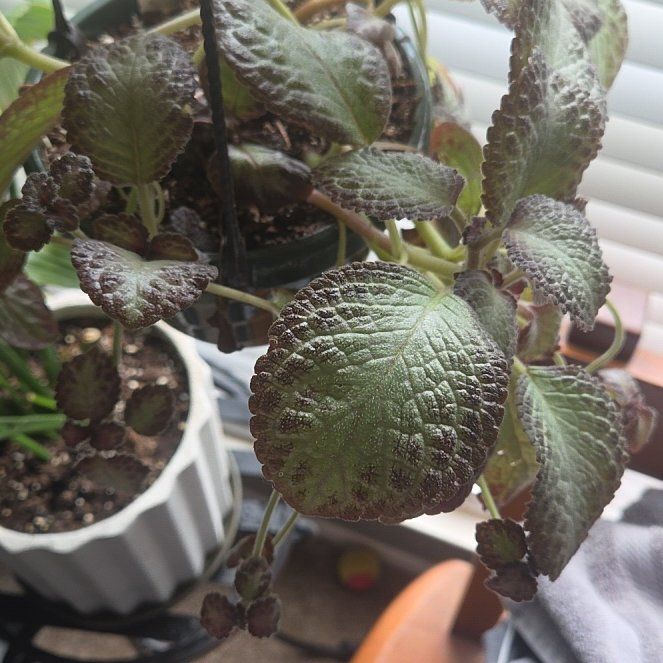 Photo of the plant species Flame Violet by @ShinyPlanera82 named Darwin on Greg, the plant care app
