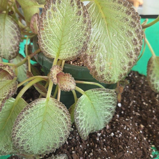 Photo of the plant species Flame Violet by @ShinyPlanera82 named Fernie Saunders on Greg, the plant care app