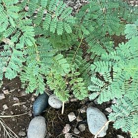 Photo of the plant species Coffee Bush by @BrainyLippia73 named Plato on Greg, the plant care app