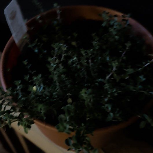 Photo of the plant species Foxley Thyme by @NovelLukiwan28 named Thyme on Greg, the plant care app