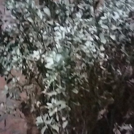 Photo of the plant species Tasmanian Blue Gum by @QueenLettuce88 named Tupot amaroot on Greg, the plant care app