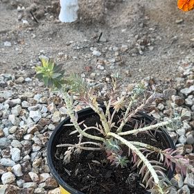 Photo of the plant species Gopher Plant by @VeraciousMoss85 named Gregarious on Greg, the plant care app