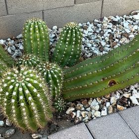 Photo of the plant species Argentine Giant by @VeraciousMoss85 named Forrest on Greg, the plant care app