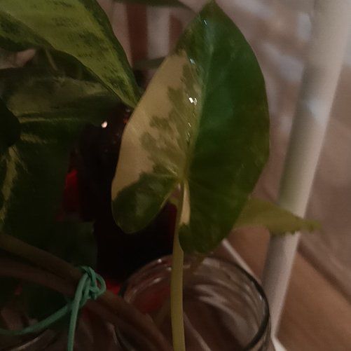 Photo of the plant species Alocasia albo by @BentonPilea28 named Willow on Greg, the plant care app