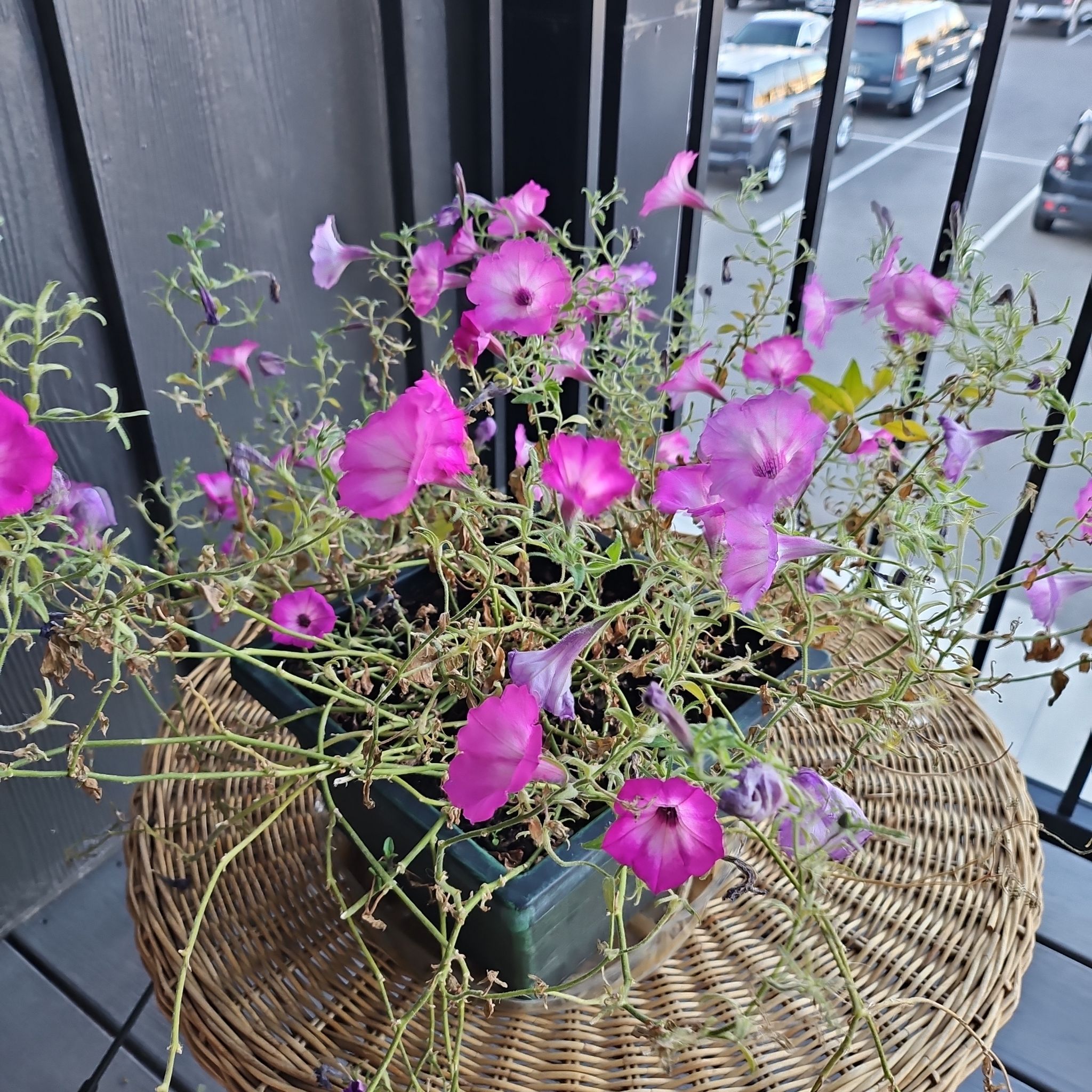 Photo of the plant species Wave Petunia by @plantsgoyes named Pretty in peep on Greg, the plant care app