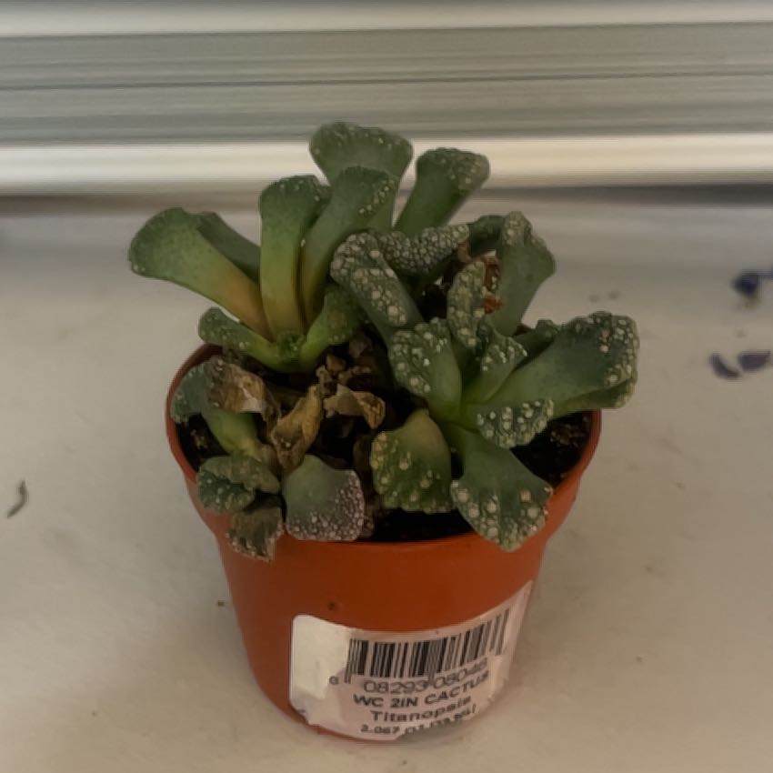 Photo of the plant species Titanopsis 'Bizarre' by @CoherentFuchsia named Orwell on Greg, the plant care app