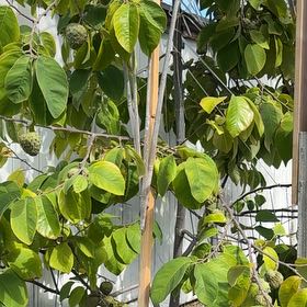 Photo of the plant species Giant Crepe Myrtle by @BountifulRimu50 named Osmo on Greg, the plant care app