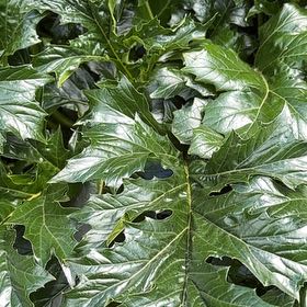 Photo of the plant species Bear's Breeches by @SpeedyAjwain49 named ChloroPhil on Greg, the plant care app