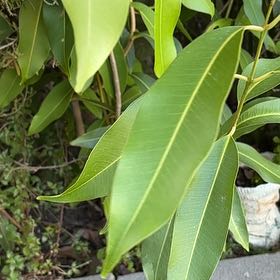 Photo of the plant species Malabar Plum by @SpeedyAjwain49 named Delilah on Greg, the plant care app