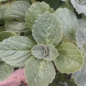 Photo of the plant species Plectranthus Neochilus by @SpeedyAjwain49 named Dax on Greg, the plant care app