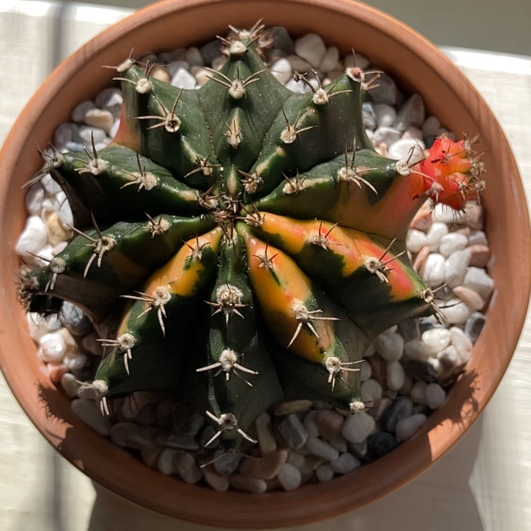 Photo of the plant species Moon Cactus by @YesKowhai44 named Denali on Greg, the plant care app