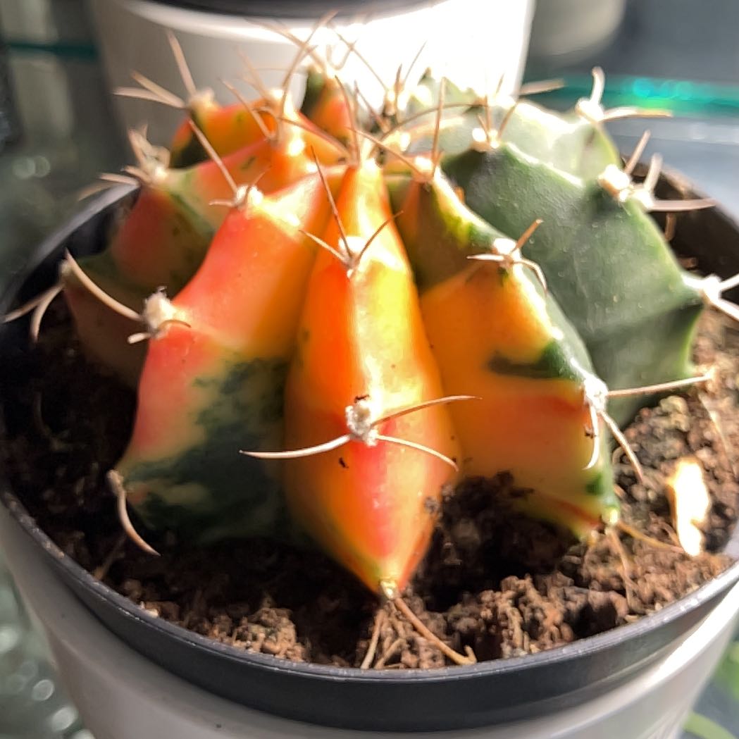 Photo of the plant species Variegated Moon Cactus by @YesKowhai44 named Zeus on Greg, the plant care app