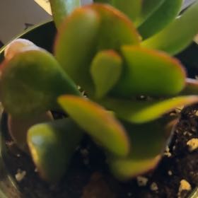 Photo of the plant species Jade Plant by @mellyestus76 named Queen on Greg, the plant care app
