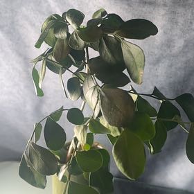 Photo of the plant species Variegated Orange Jasmine by @CurrentCentro38 named Gomez on Greg, the plant care app