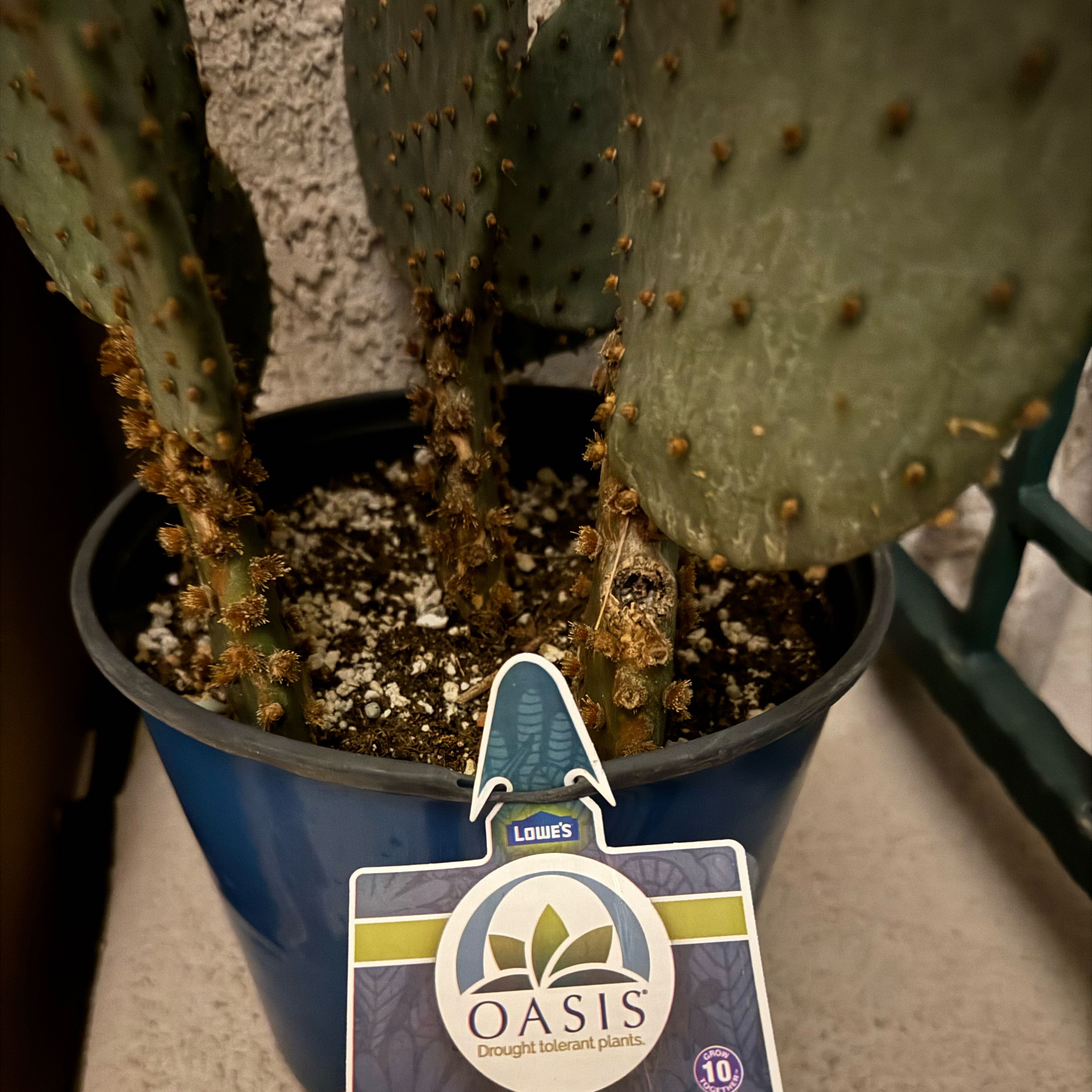 Photo of the plant species Santa Rita Prickly Pear 'Album' by @PurelyTwisted named Captain Plant-it on Greg, the plant care app