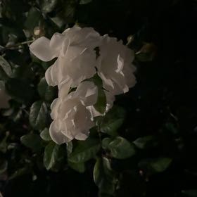 Photo of the plant species Iceberg Rose by @TrySandleek75 named Aristotle on Greg, the plant care app