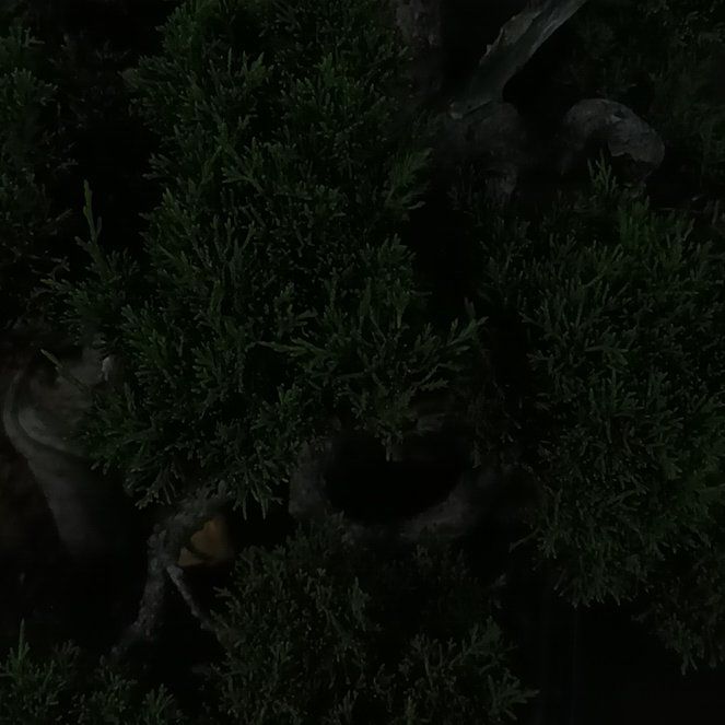 Photo of the plant species Savin Juniper by @hungvo1969 named Sonora on Greg, the plant care app