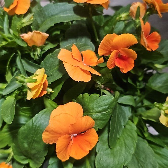Photo of the plant species horned pansy by @FabLettuce39 named Orangina on Greg, the plant care app