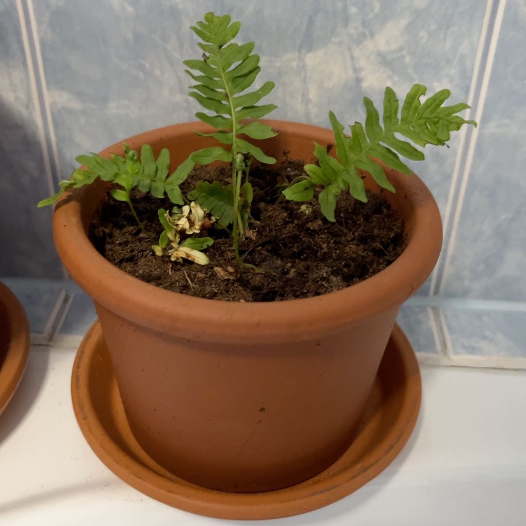 Photo of the plant species Southern Polypody by @DinkumDidelta20 named Jamie on Greg, the plant care app