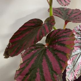 Photo of the plant species Begonia brevirimosa subsp. brevirimosa by @4leafbec named Dolly on Greg, the plant care app