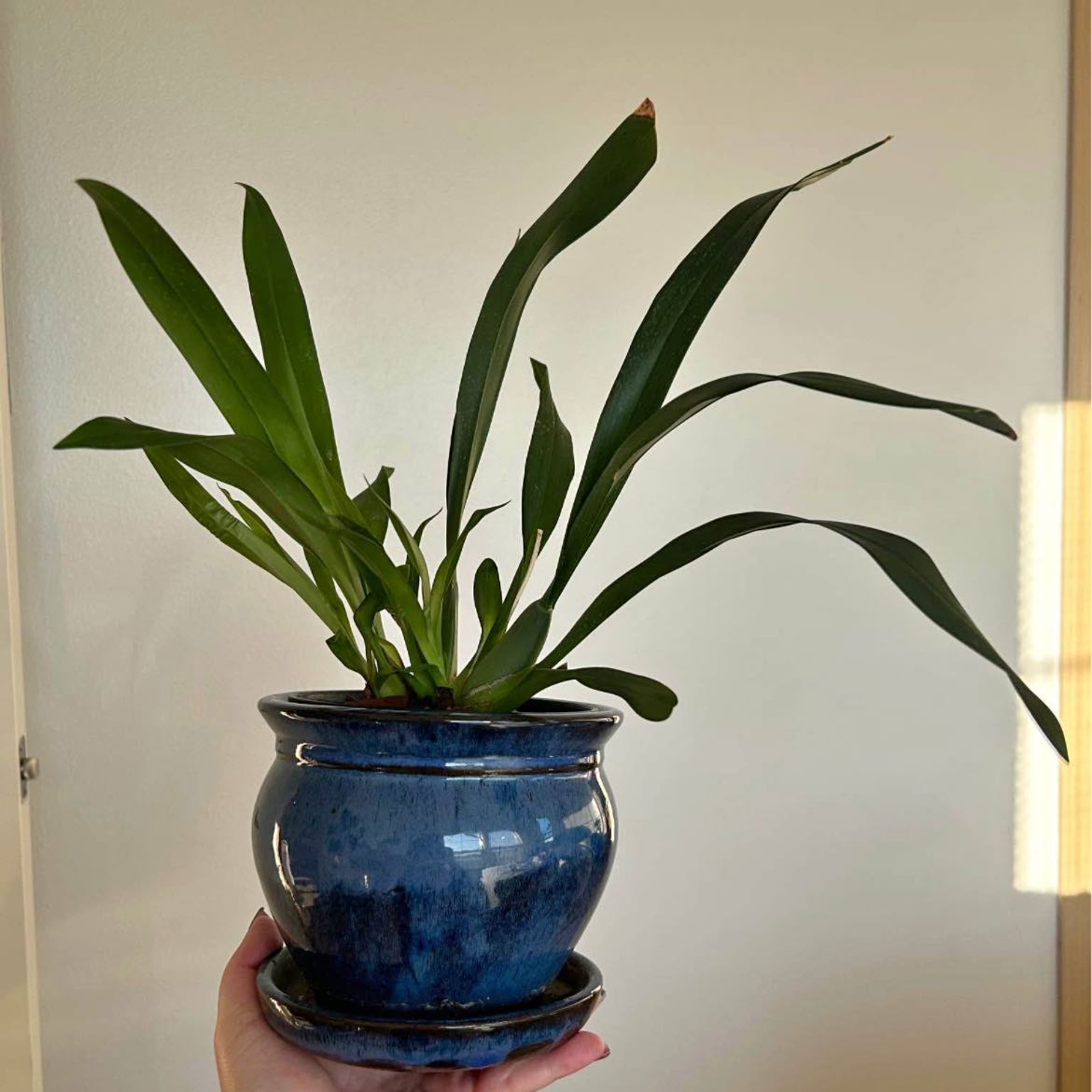 Photo of the plant species Tsiku Marguerite Orchid by @BonusDisphyma86 named Forrest on Greg, the plant care app
