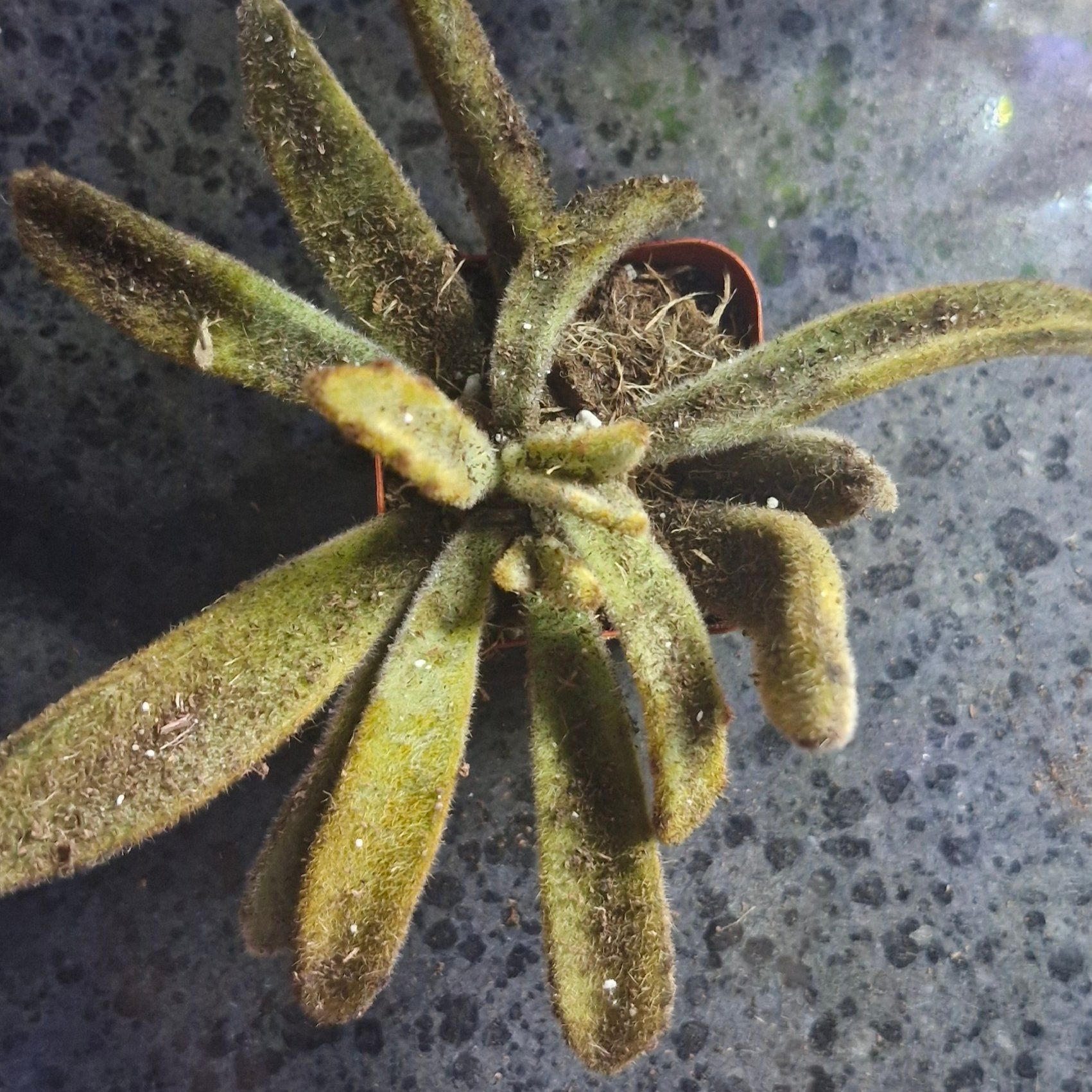 Photo of the plant species Golden Girl Panda Plant by @TryDuwei24 named Anne on Greg, the plant care app