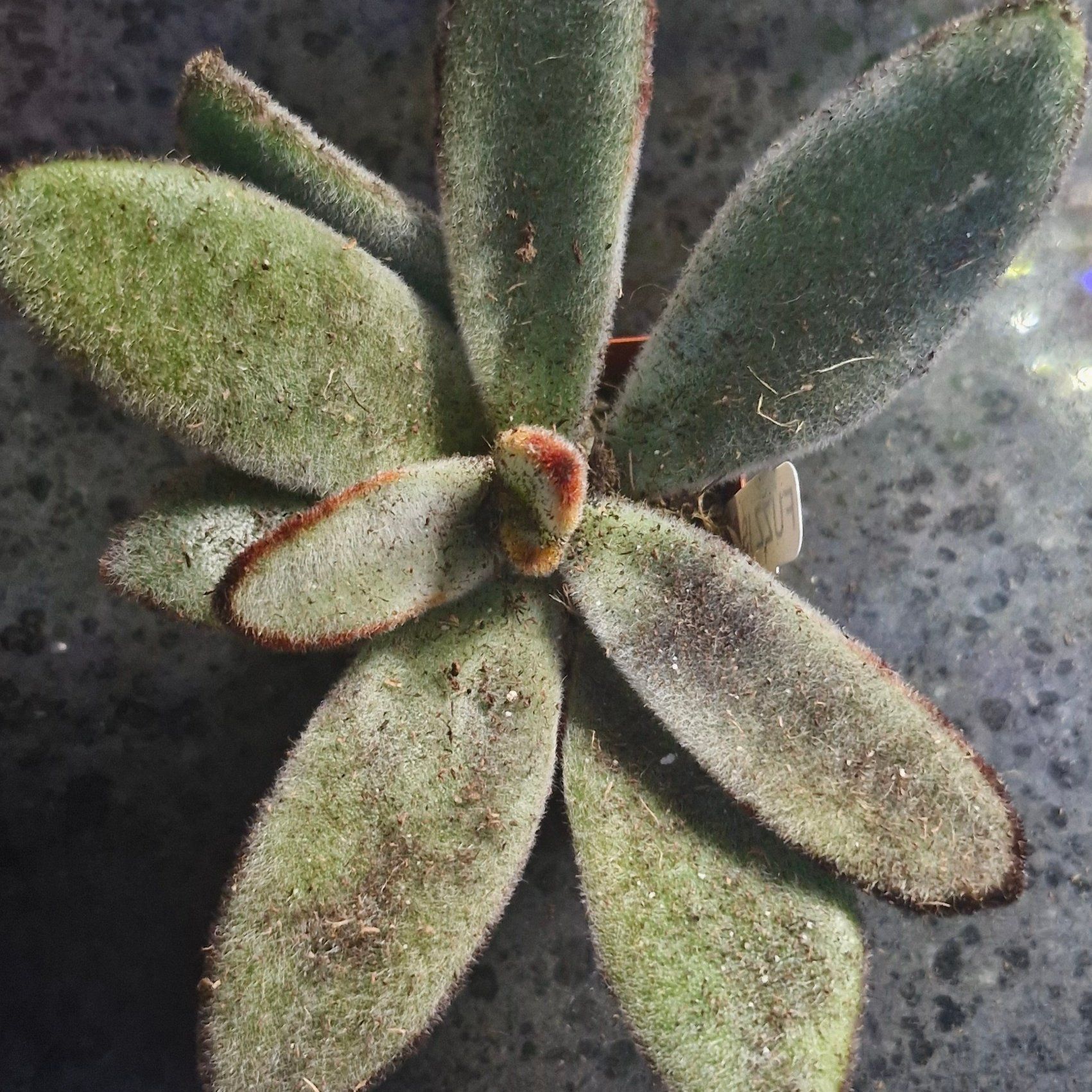 Photo of the plant species Black Tie Panda Plant by @TryDuwei24 named Kendall on Greg, the plant care app