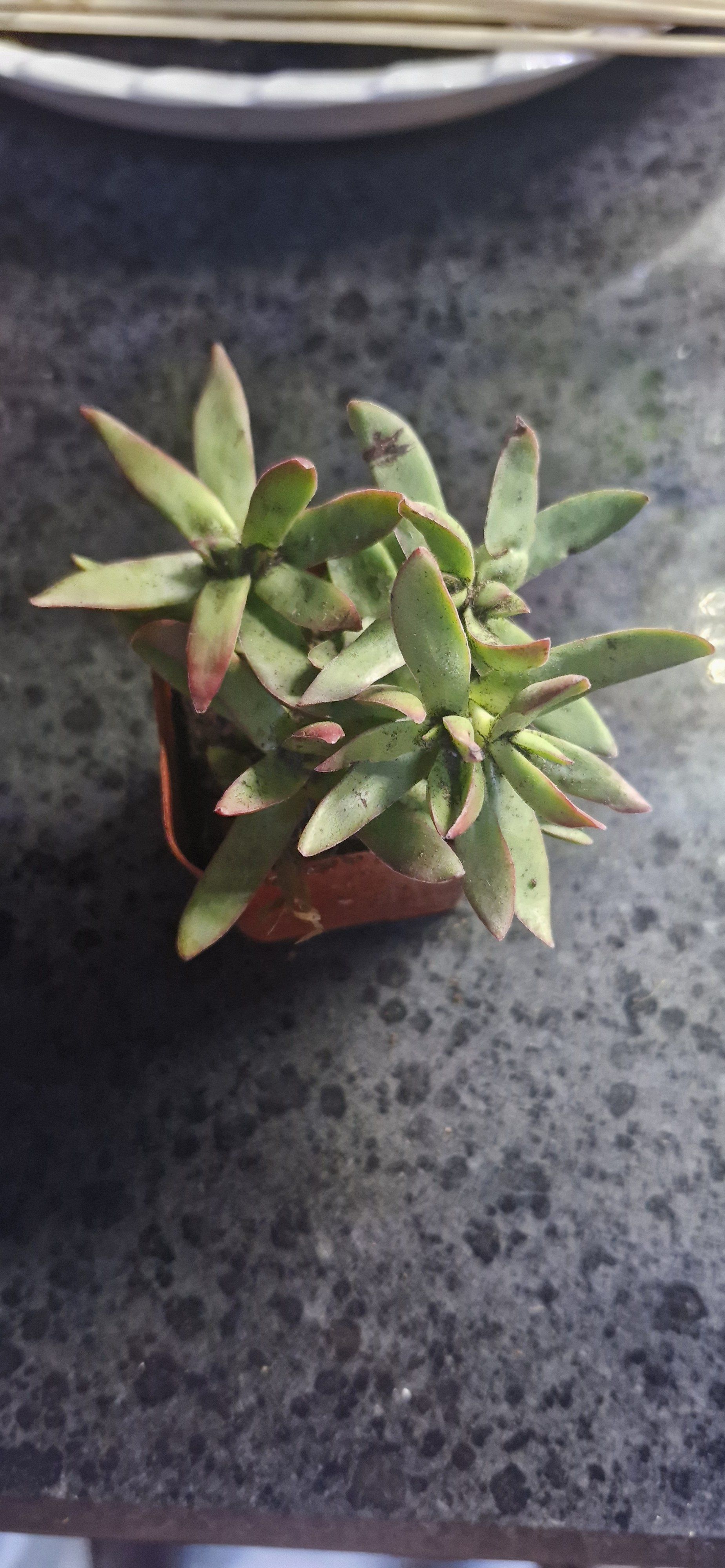 Photo of the plant species Crassula 'Burgundy' by @TryDuwei24 named Harry on Greg, the plant care app