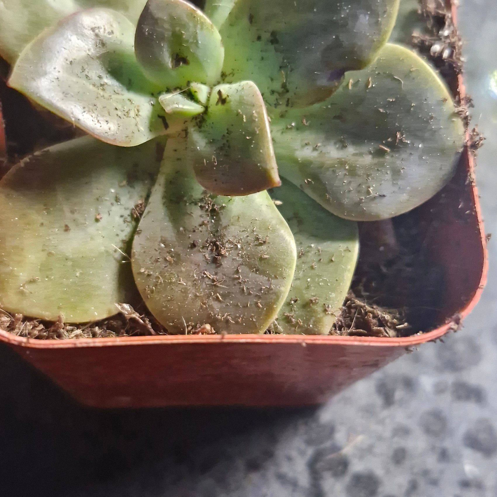 Photo of the plant species Echeveria 'Chroma' by @TryDuwei24 named Sage on Greg, the plant care app