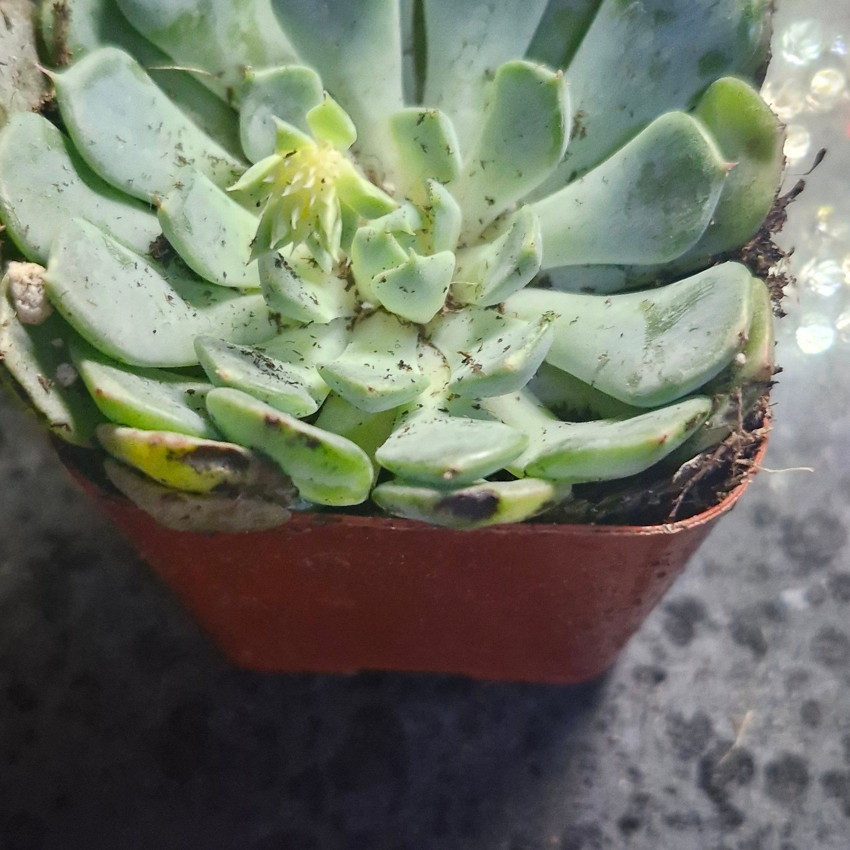 Photo of the plant species Echeveria 'Allegra' by @TryDuwei24 named Planty on Greg, the plant care app