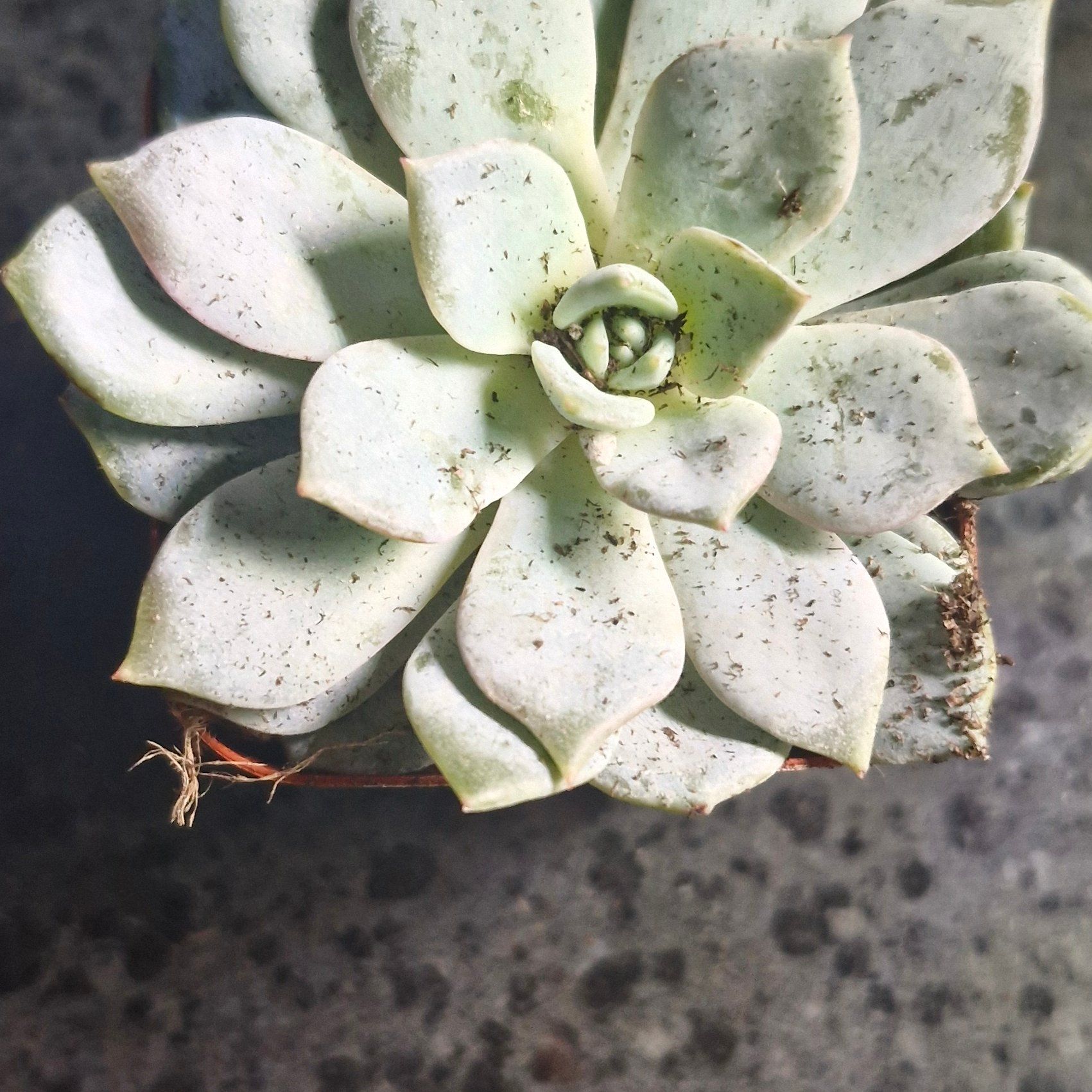 Photo of the plant species Peacock Echeveria by @TryDuwei24 named Drake on Greg, the plant care app