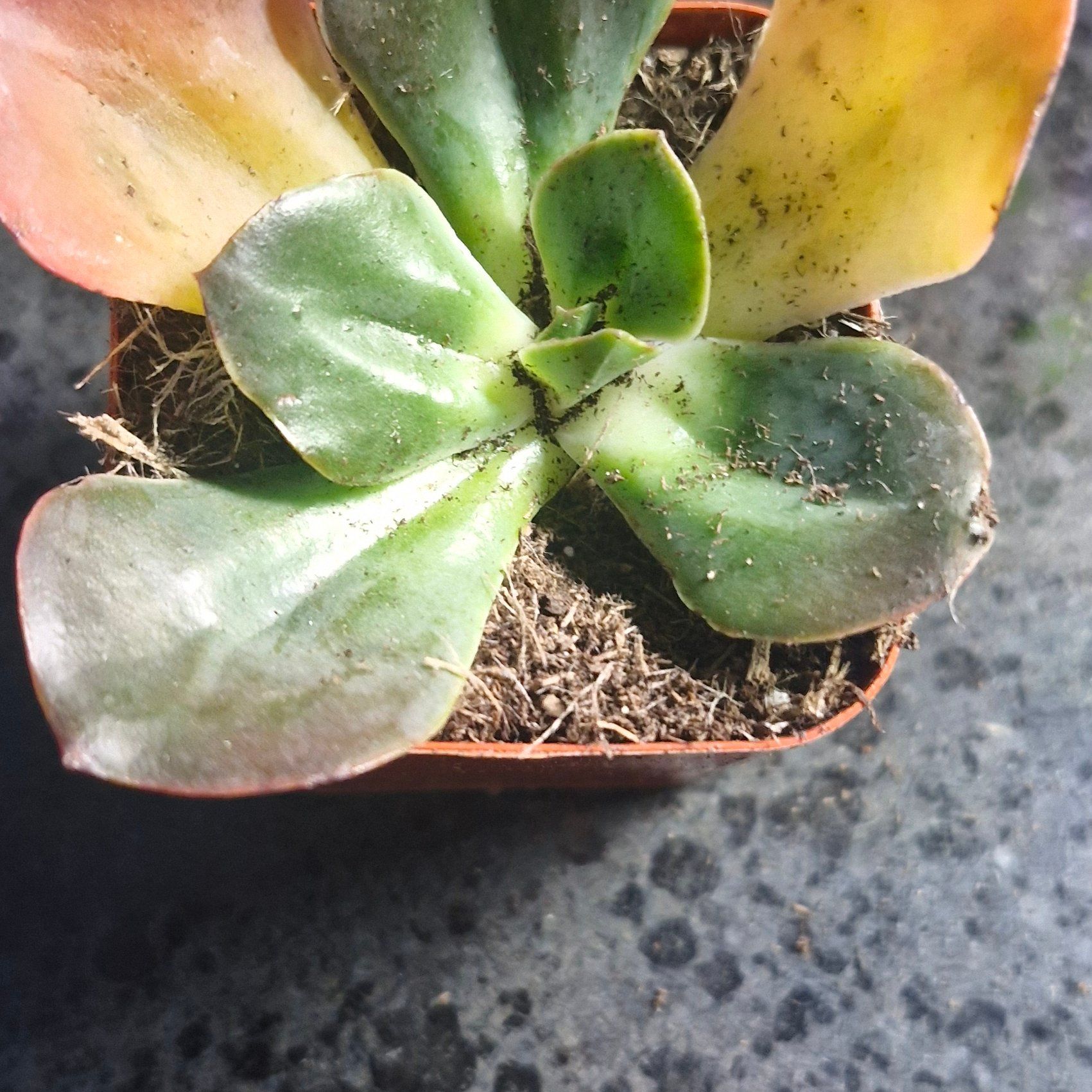 Photo of the plant species Echeveria hybrid sp. by @TryDuwei24 named da Vinci on Greg, the plant care app