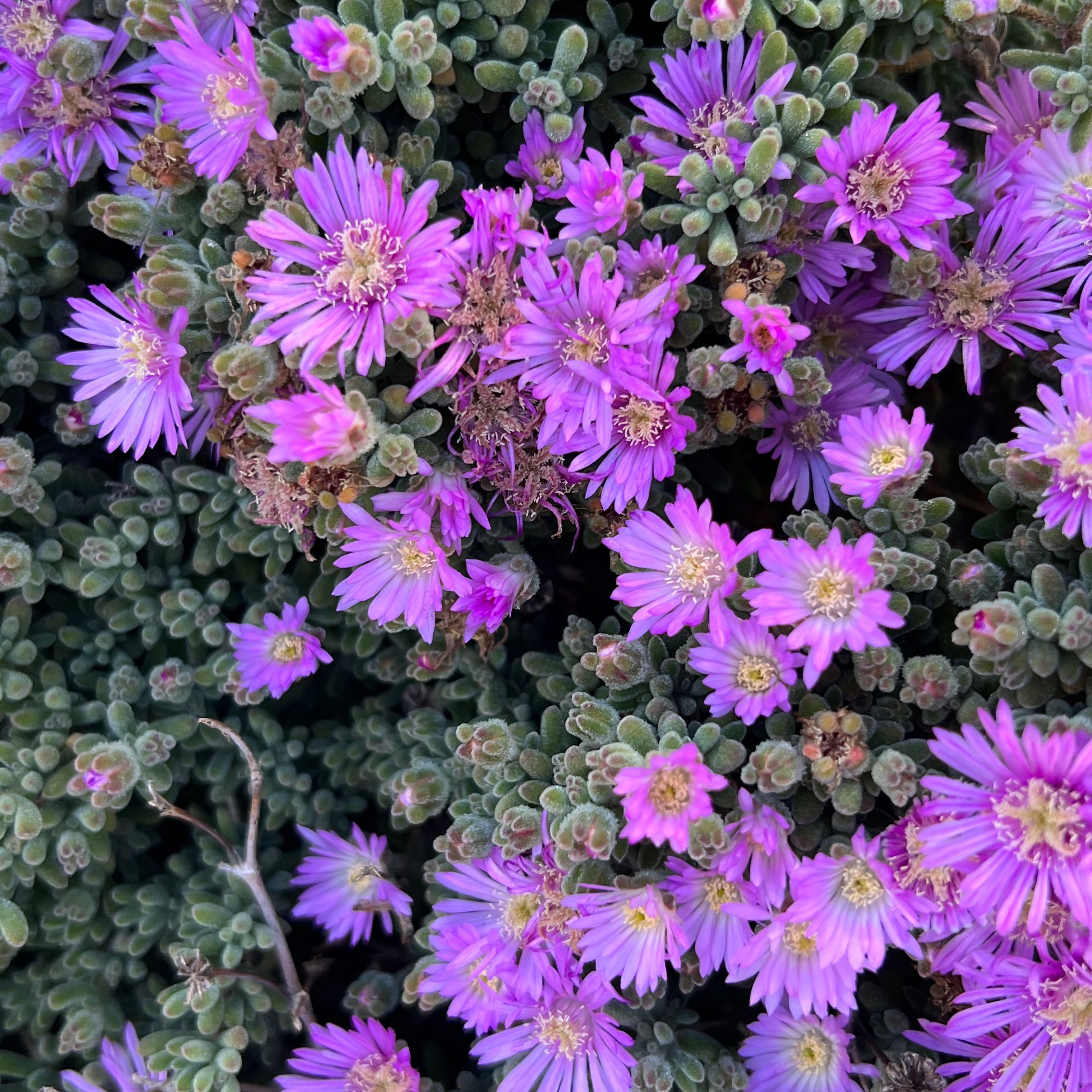 Photo of the plant species Showy Dewflower by @DeftPalqui8 named Drake on Greg, the plant care app
