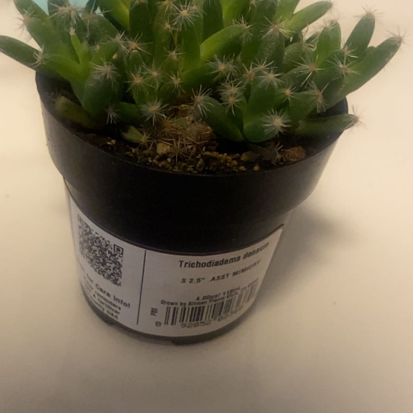 Puyitas