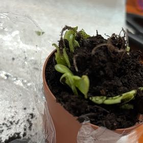 Plant care for Carnivorous octopus plant on Greg, the plant care app