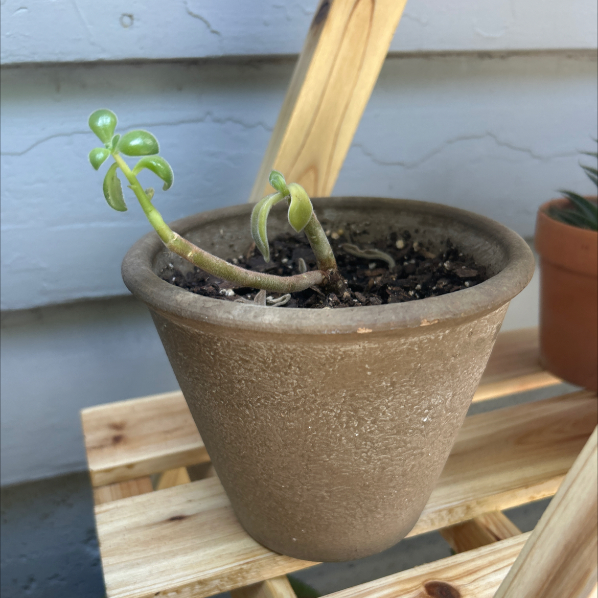Photo of the plant species Echeveria coccinea by @Jewlz28 named Hamilton on Greg, the plant care app