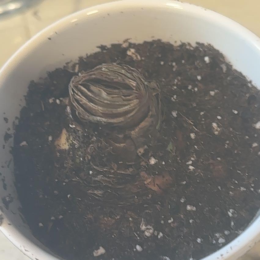 Photo of the plant species Amaryllis by @Shyplantguy named Huckleberry Fern on Greg, the plant care app