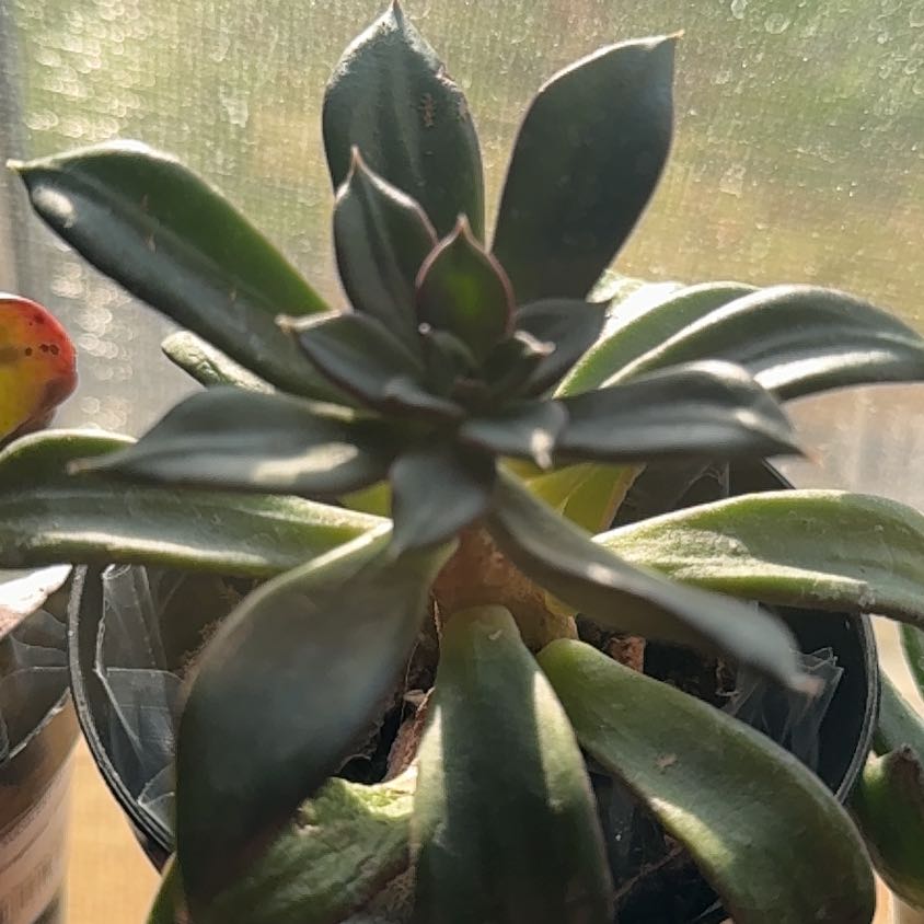 Photo of the plant species Echeveria x Raquel by @VastBeech76 named Dax on Greg, the plant care app