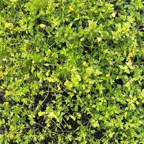 Photo of the plant species Baby Jump-Up by @YeveWychelm25 named Rainier on Greg, the plant care app