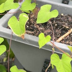 Photo of the plant species Sweet Potato Vine by @YeveWychelm25 named Remington on Greg, the plant care app