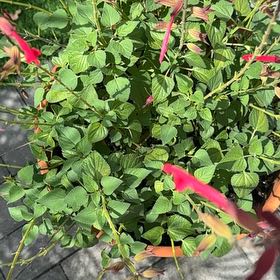 Photo of the plant species Pineapple Sage by @YeveWychelm25 named Taylor Swift on Greg, the plant care app