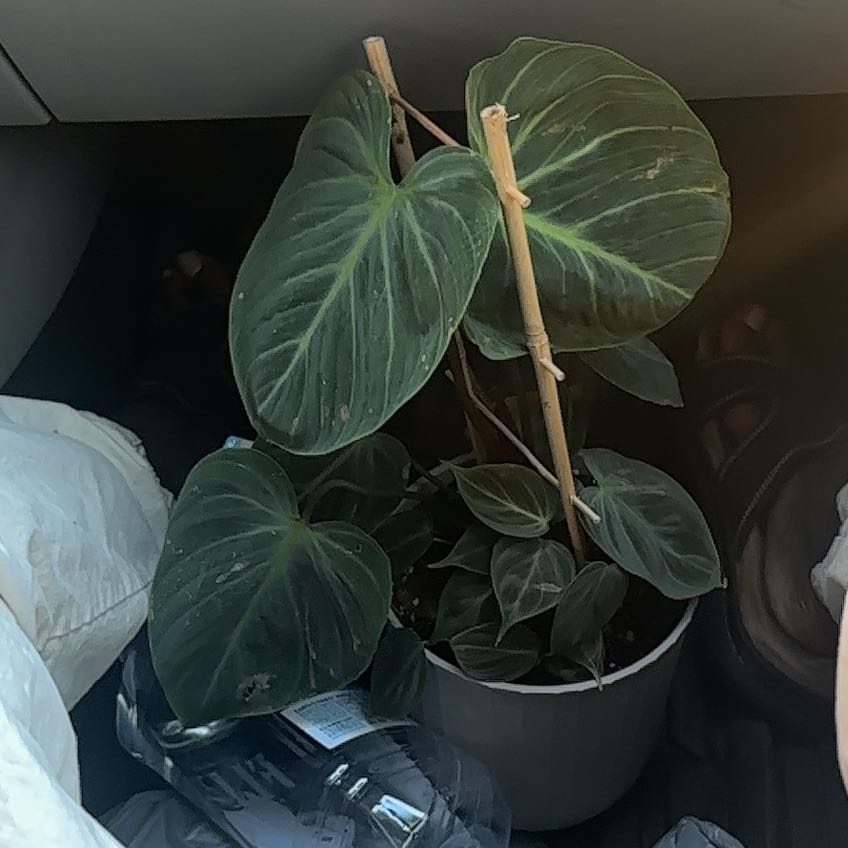 Photo of the plant species Philodendron 'Choco Red' by @ReveredMayten19 named Khaleesi on Greg, the plant care app