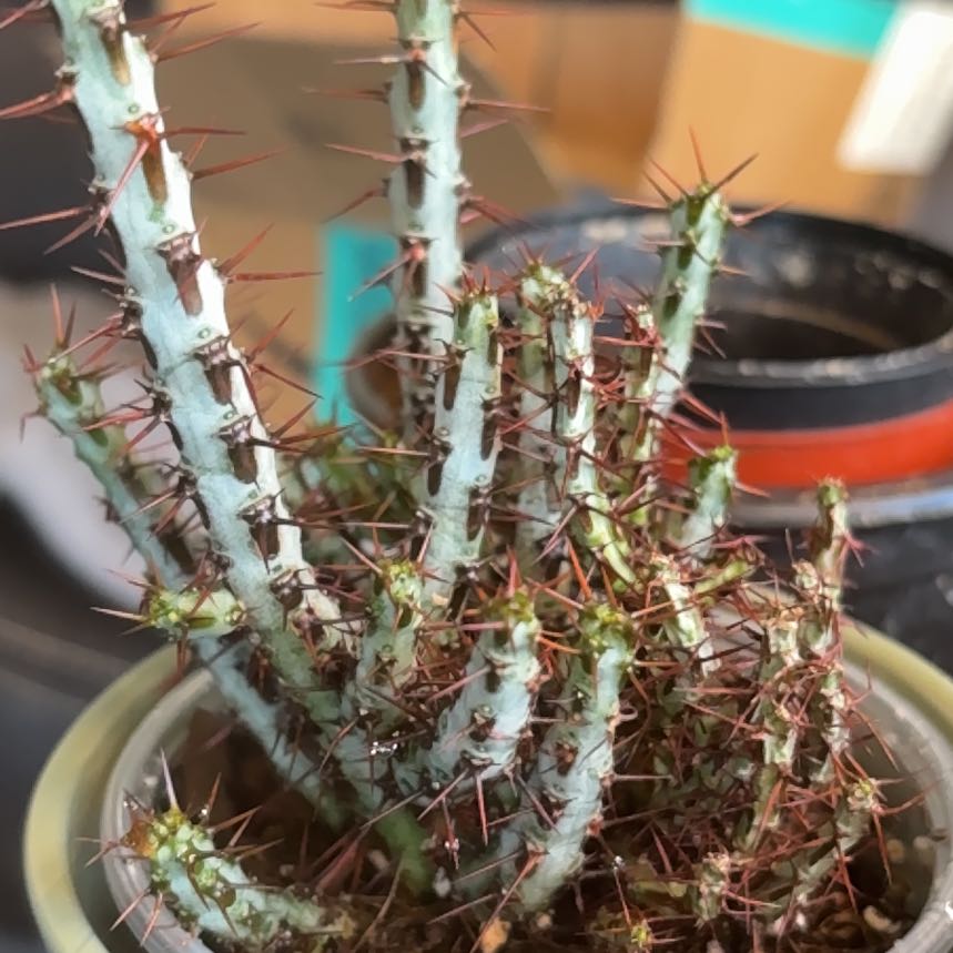 Photo of the plant species Miniature Saguaro by @DeanAngelrope45 named Willow on Greg, the plant care app