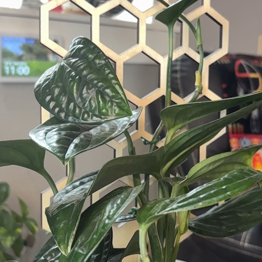 Photo of the plant species Monstera Peru by @DeanAngelrope45 named Tupot amaroot on Greg, the plant care app